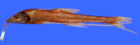 Imagem de Bathypterois grallator (Goode & Bean 1886)