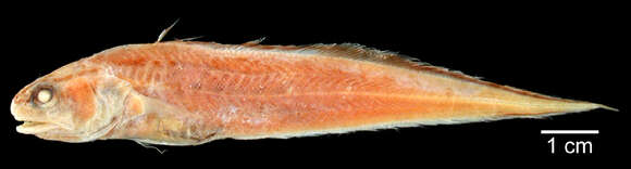 Image of Stripefin brotula