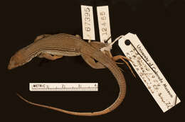 Image of Rodeck's Whiptail