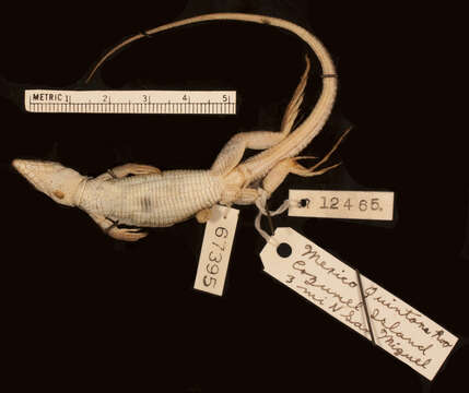 Plancia ëd Aspidoscelis rodecki (Mccoy & Maslin 1962)