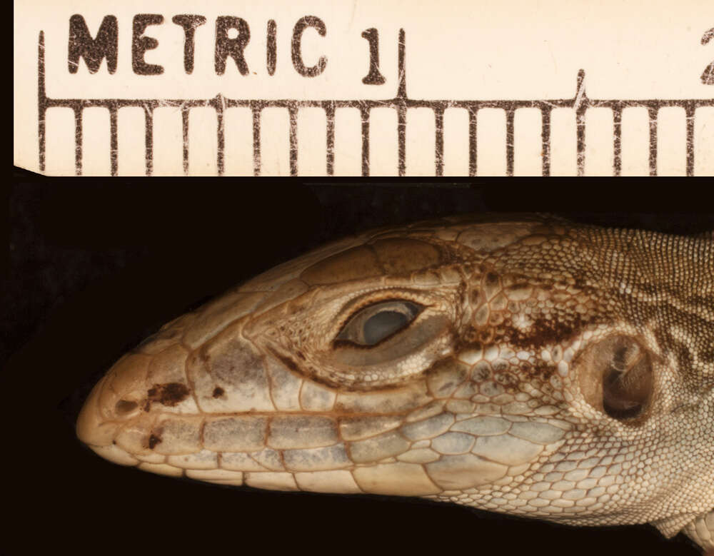 Image of Rodeck's Whiptail