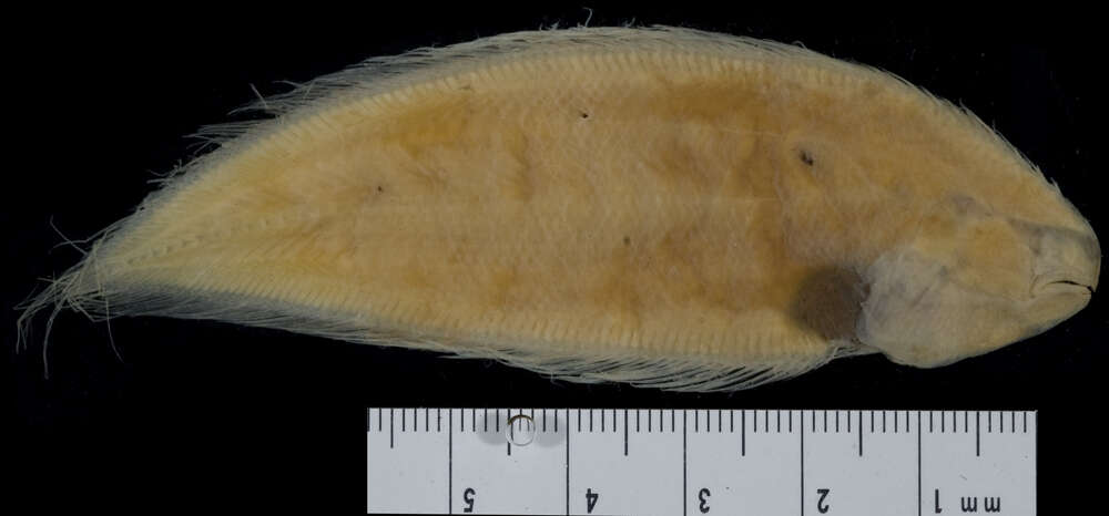 Image of Deepwater Tonguefish