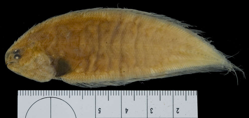 Image of Deepwater Tonguefish