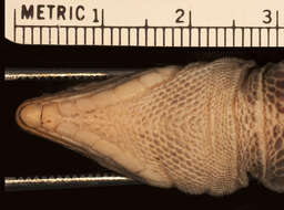 Image of <i>Aspidoscelis costata griseocephalus</i> (Zweifel 1959)