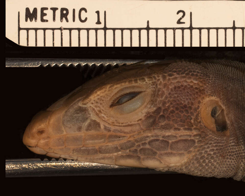 Image of <i>Aspidoscelis costata griseocephalus</i> (Zweifel 1959)