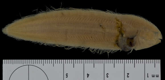 Image of Freckled tonguefish