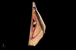 Pinna bicolor Gmelin 1791 resmi