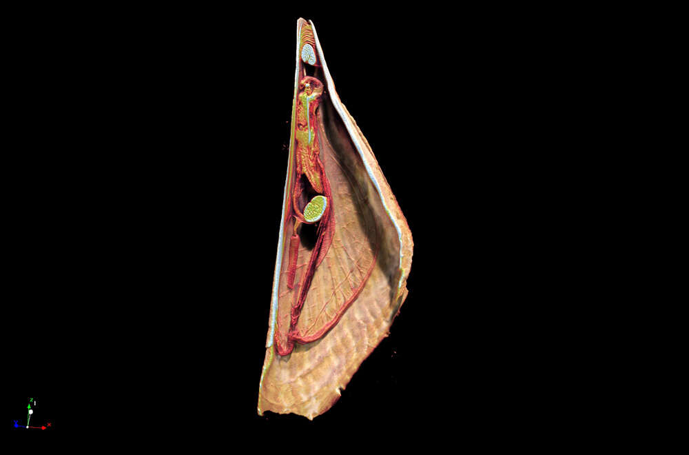 Imagem de Pinna bicolor Gmelin 1791