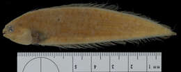 Image of Margined tonguefish