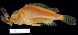 Image of Longfin scorpionfish