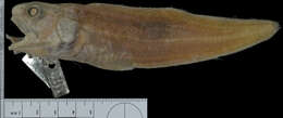 Monomitopus agassizii (Goode & Bean 1896)的圖片