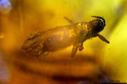 Image of thrips