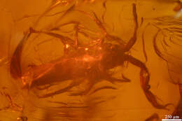 Image of springtails