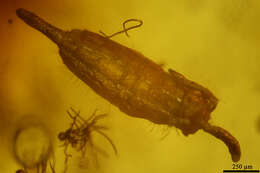 Image of springtails