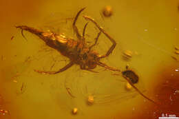 Image of springtails