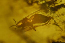 Image of thrips