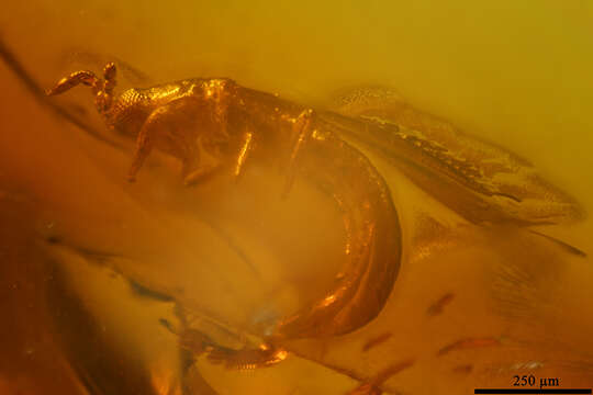 Image of thrips