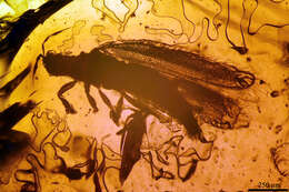 Image of thrips