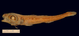 Image of Western deepsea cardinalfish