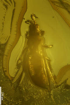 Image of thrips