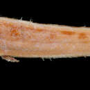 Image of Palenose cusk-eel