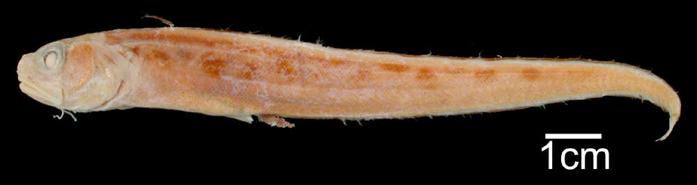 Image of Palenose cusk-eel