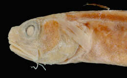 Image of Palenose cusk-eel