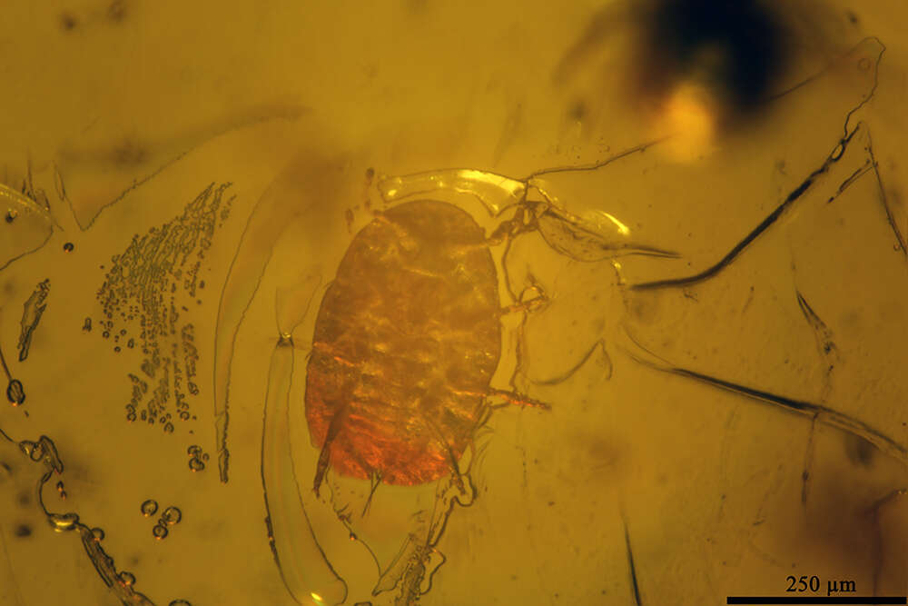 Image of Scales and Mealybugs