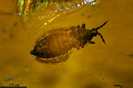 Image of thrips