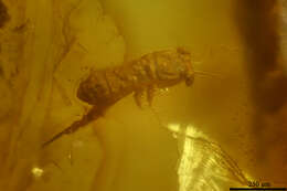 Image of springtails