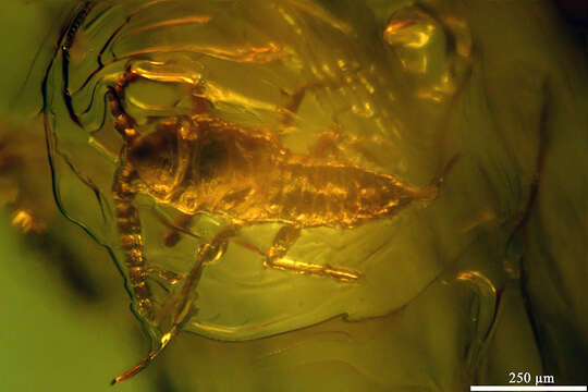 Image of thrips