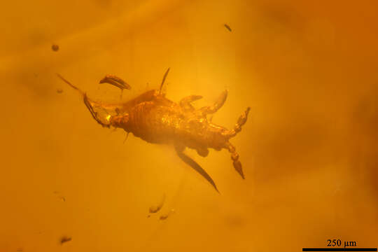 Image of thrips