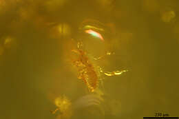 Image of thrips