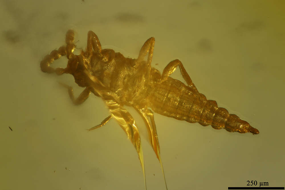 Image of thrips