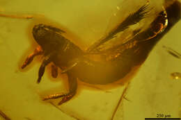 Image of thrips