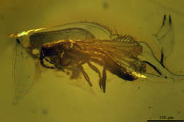 Image of thrips