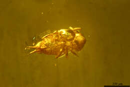 Image of springtails