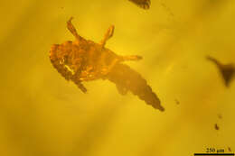 Image of thrips