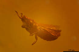 Image of thrips