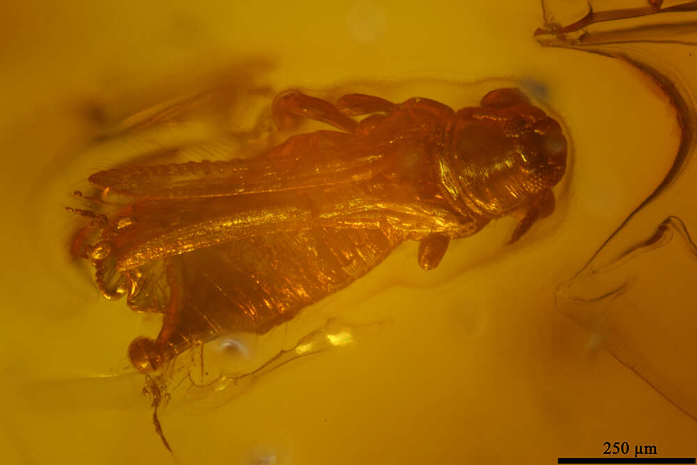 Image of thrips