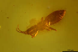 Image of thrips