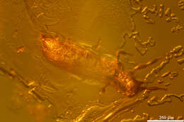 Image of thrips