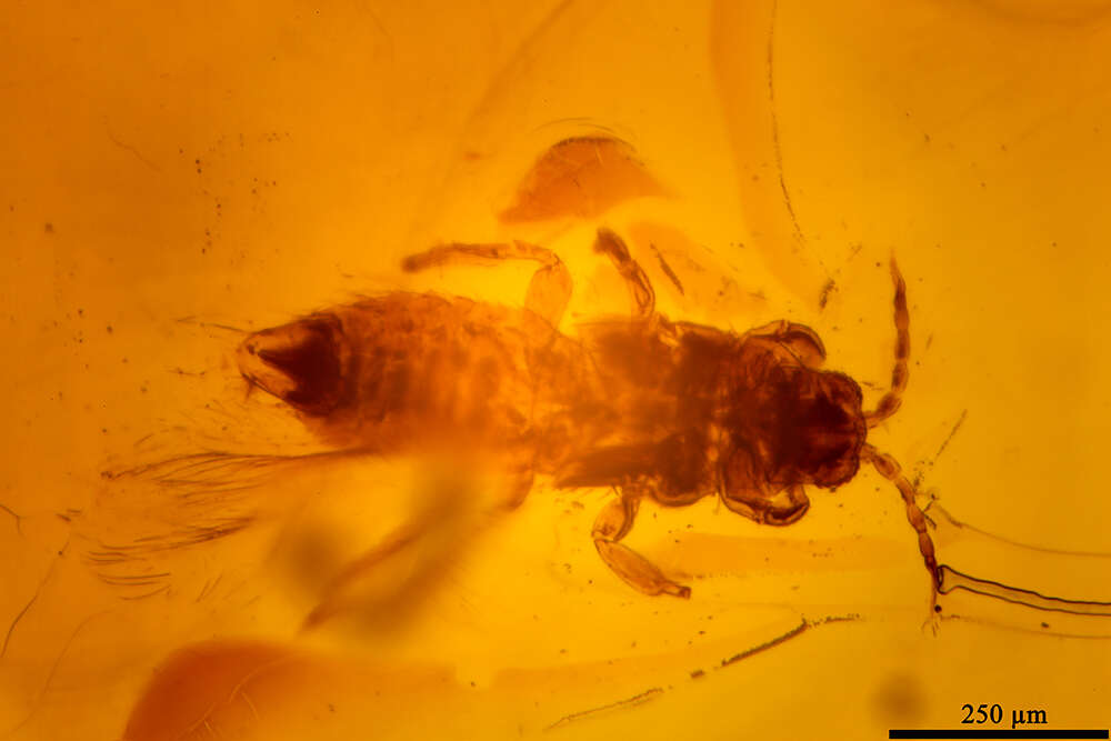 Image of thrips