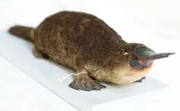 Image of monotremes