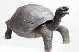 Image of Galapagos giant tortoise