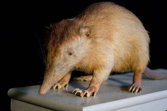 Image de Solenodon Brandt 1833