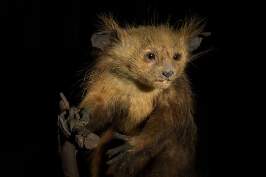 Image of aye aye