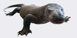 Image of Komodo Dragon