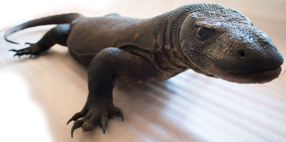 Image of Komodo Dragon