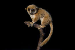 Image of <i>Microcebus murinus rufus</i>